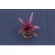 Neoregelia Midas
