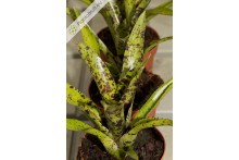 Neoregelia Hot Wire