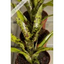 Neoregelia Hot Wire