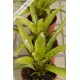 Neoregelia Shamrock