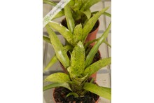 Neoregelia Shamrock