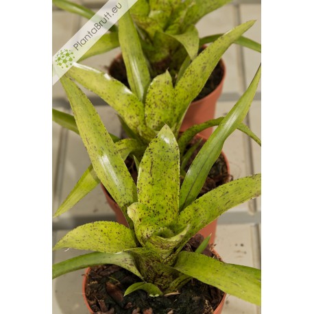 Neoregelia Shamrock