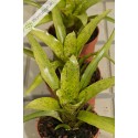 Neoregelia Shamrock