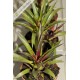 Vriesea rubyae