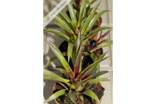 Vriesea lubbersii