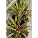 Vriesea lubbersii
