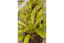 Neoregelia Yellow Fella