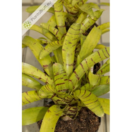 Neoregelia Yellow Fella