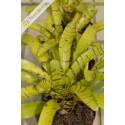 Neoregelia Yellow Fella