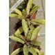 Neoregelia Night Spot