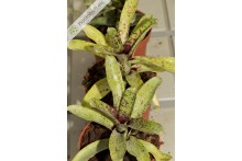 Neoregelia Night Spot