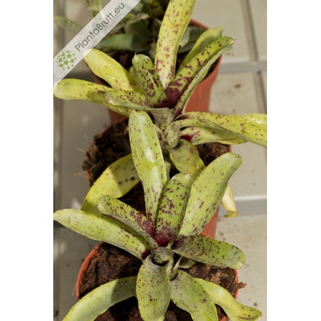 Neoregelia Night Spot
