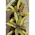 Neoregelia Night Spot