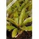 Neoregelia Chiquita Linda