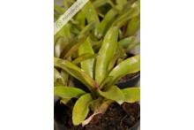 Neoregelia Chiquita Linda