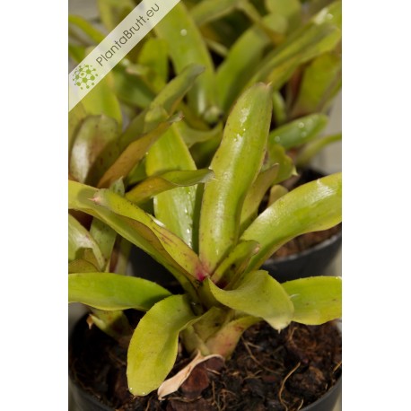 Neoregelia Chiquita Linda