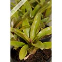 Neoregelia Chiquita Linda