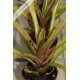 Neoregelia angustifolia x pauciflora