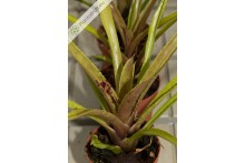 Neoregelia angustifolia x pauciflora