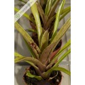 Neoregelia angustifolia x pauciflora