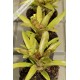 Neoregelia Cougar