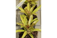 Neoregelia Cougar