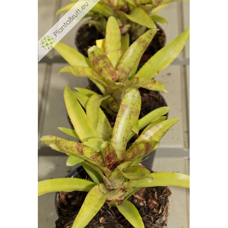 Neoregelia Cougar