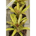 Neoregelia Cougar