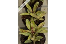 Neoregelia Lilipet