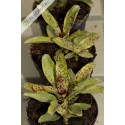 Neoregelia Lilipet