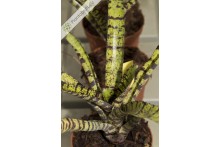 Neoregelia Hannibal Lecter F2
