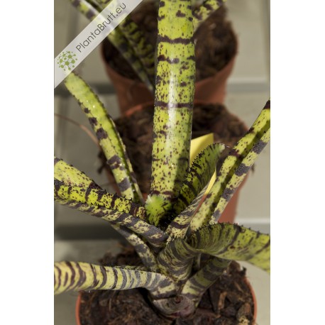 Neoregelia Hannibal Lecter F2