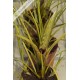 Neoregelia wilsoniana