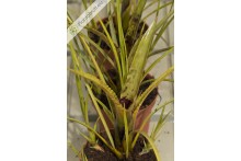 Neoregelia wilsoniana