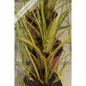 Neoregelia wilsoniana