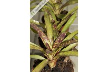Neoregelia Doodlebug