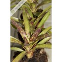Neoregelia Doodlebug