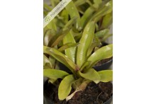 Neoregelia Mephisto