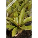 Neoregelia Mephisto