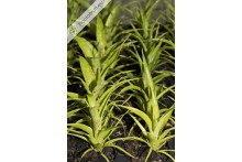 Vriesea fenestralis Mini