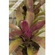 Neoregelia Granada x Royal Flush