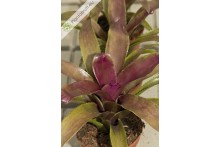 Neoregelia Granada x Royal Flush