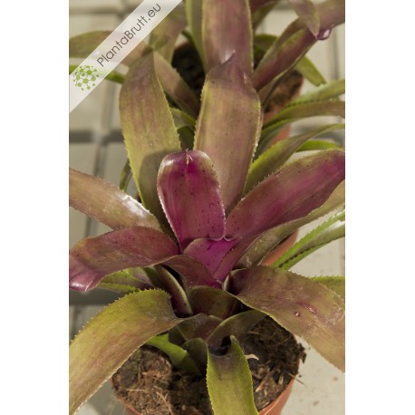 Neoregelia Granada x Royal Flush