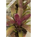 Neoregelia Granada x Royal Flush