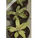 Neoregelia Akeso