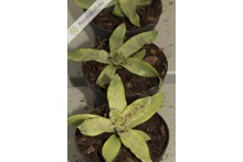 Neoregelia Akeso