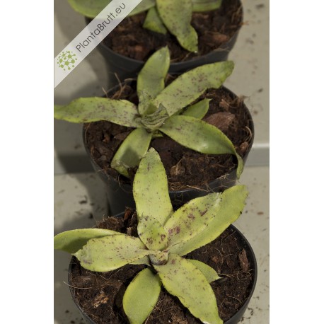 Neoregelia Akeso