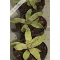 Neoregelia Akeso
