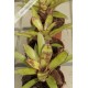 Neoregelia Janet Sue