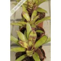 Neoregelia Janet Sue